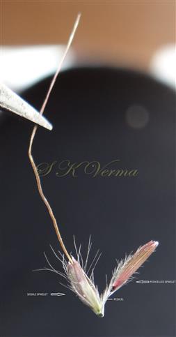  Spikelets pair